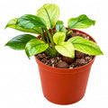 Anubias Panda White (Anubias barteri var. caladiifolia 'Panda White') in a terracotta pot with lush green leaves.