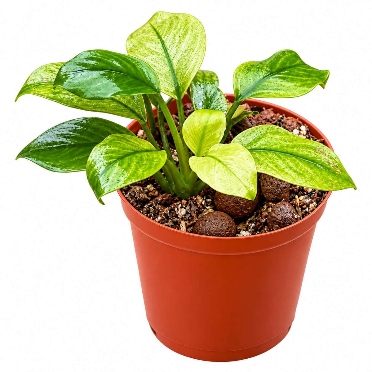 Anubias Panda White (Anubias barteri var. caladiifolia 'Panda White') in a terracotta pot with lush green leaves.