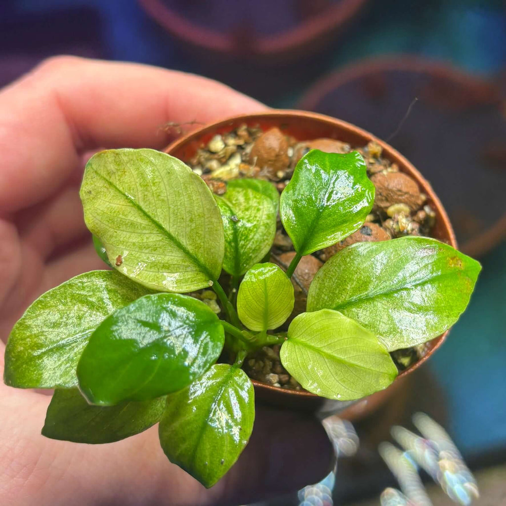 Anubias Panda White (Anubias barteri var. caladiifolia 'Panda White') emersed rooted plant in pot