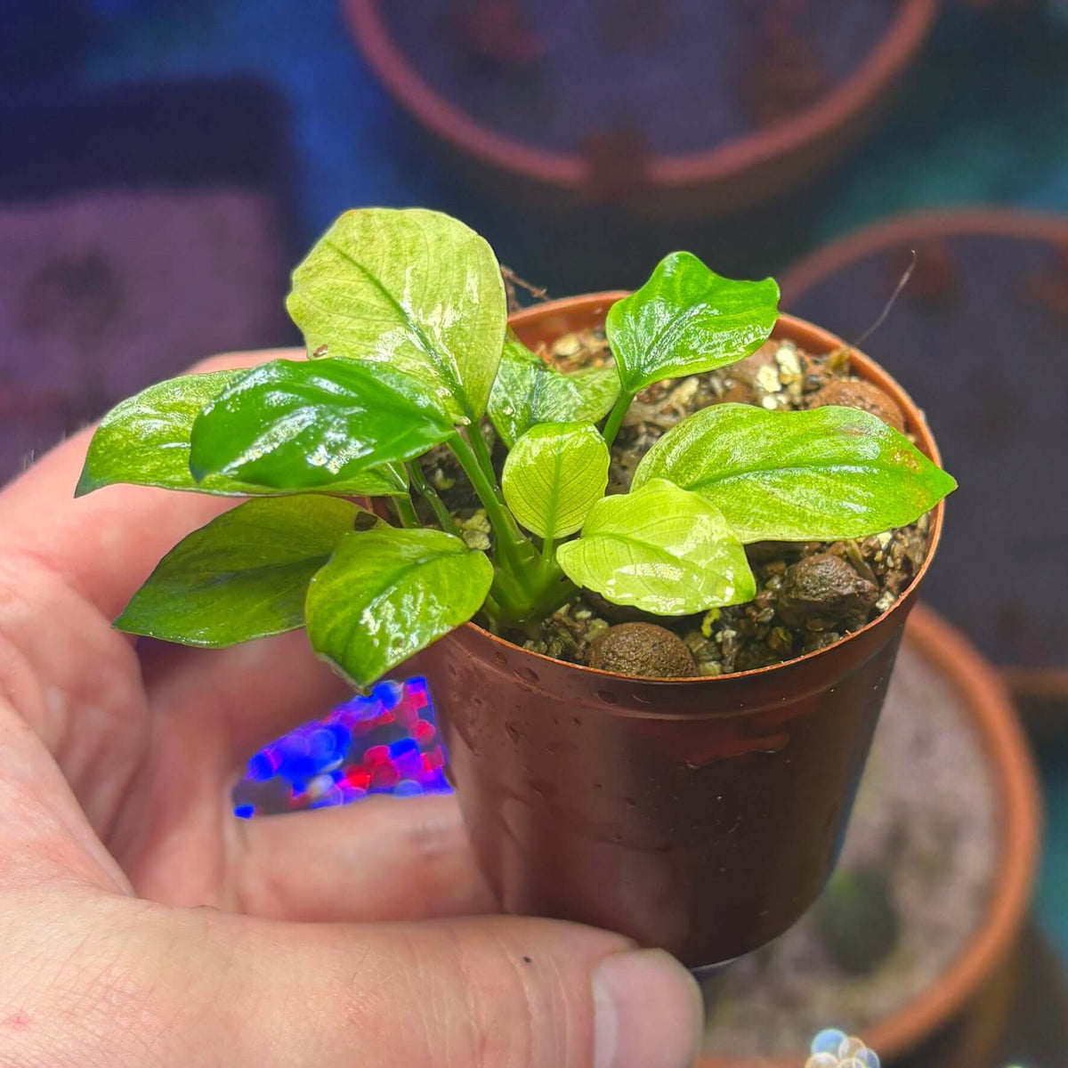 Anubias Panda White (Anubias barteri var. caladiifolia 'Panda White') in small pot held by hand