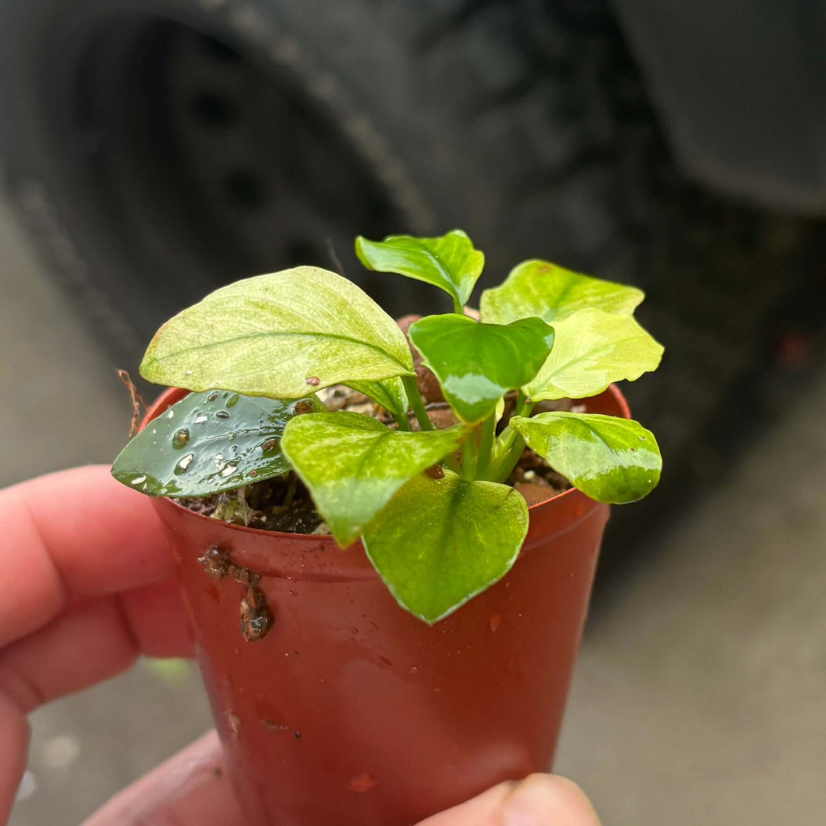 Anubias Panda White (Anubias barteri var. caladiifolia 'Panda White') in a pot with fresh leaves and moisture.