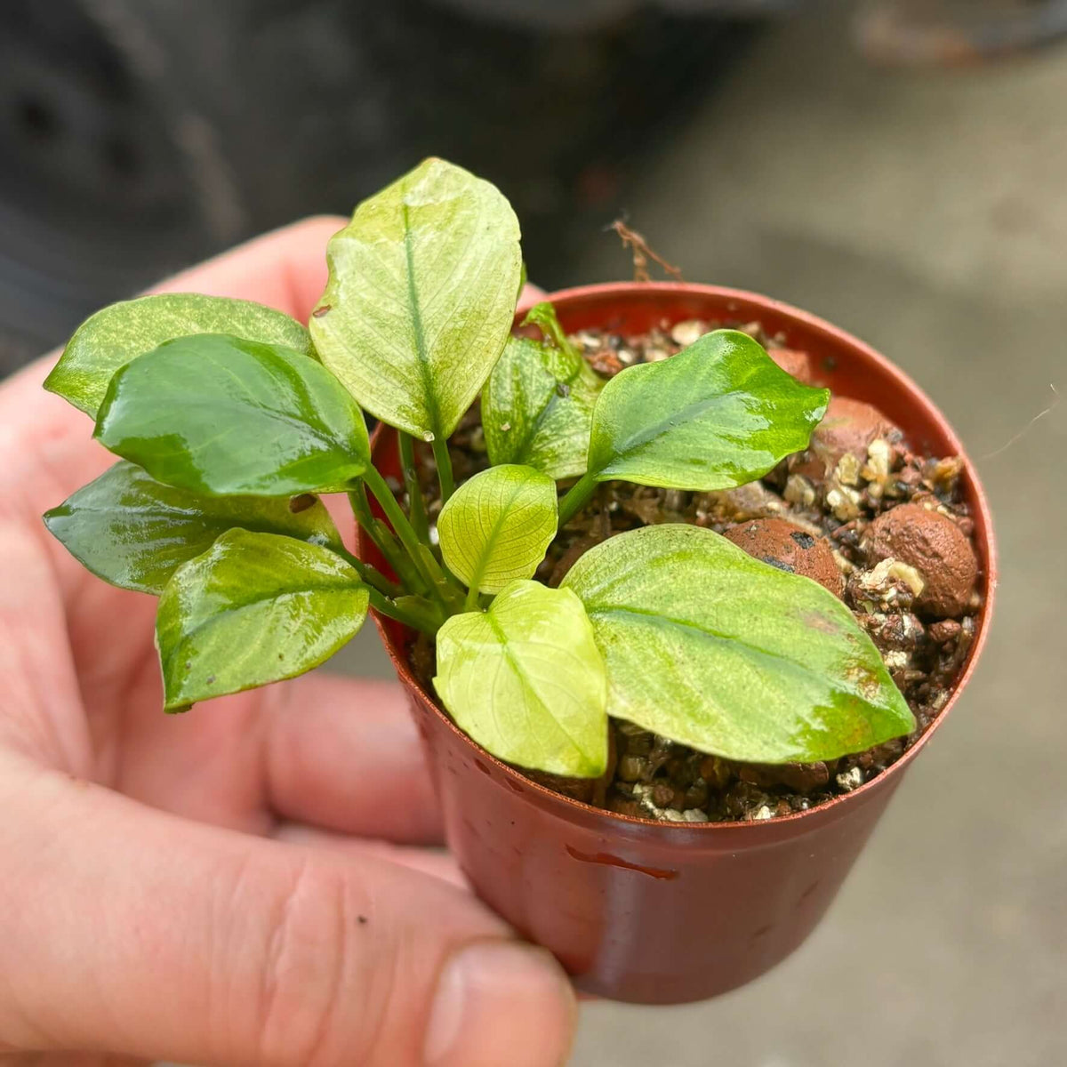 Anubias Panda White (Anubias barteri var. caladiifolia 'Panda White') in a pot with lush green leaves