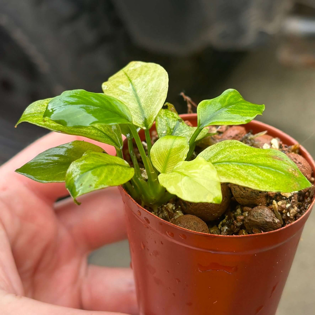 Anubias Panda White (Anubias barteri var. caladiifolia 'Panda White') plant in a pot, showcasing lush green leaves.