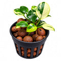 Anubias 'petite white' (Anubias barteri var nana 'petite white') in a pot with volcanic rocks and vibrant green leaves.