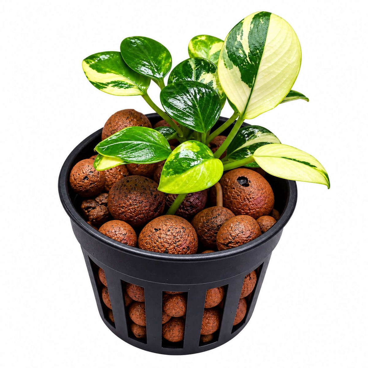 Anubias 'petite white' (Anubias barteri var nana 'petite white') in a pot with volcanic rocks and vibrant green leaves.