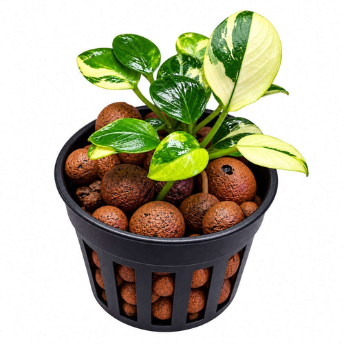 Anubias 'petite white' (Anubias barteri var nana 'petite white') in a pot with volcanic rocks and vibrant green leaves.