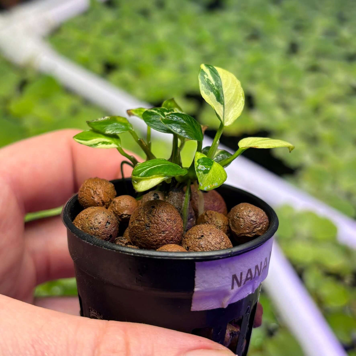 Anubias 'petite white' (Anubias barteri var nana 'petite white') in a pot with clay balls and vibrant green leaves.