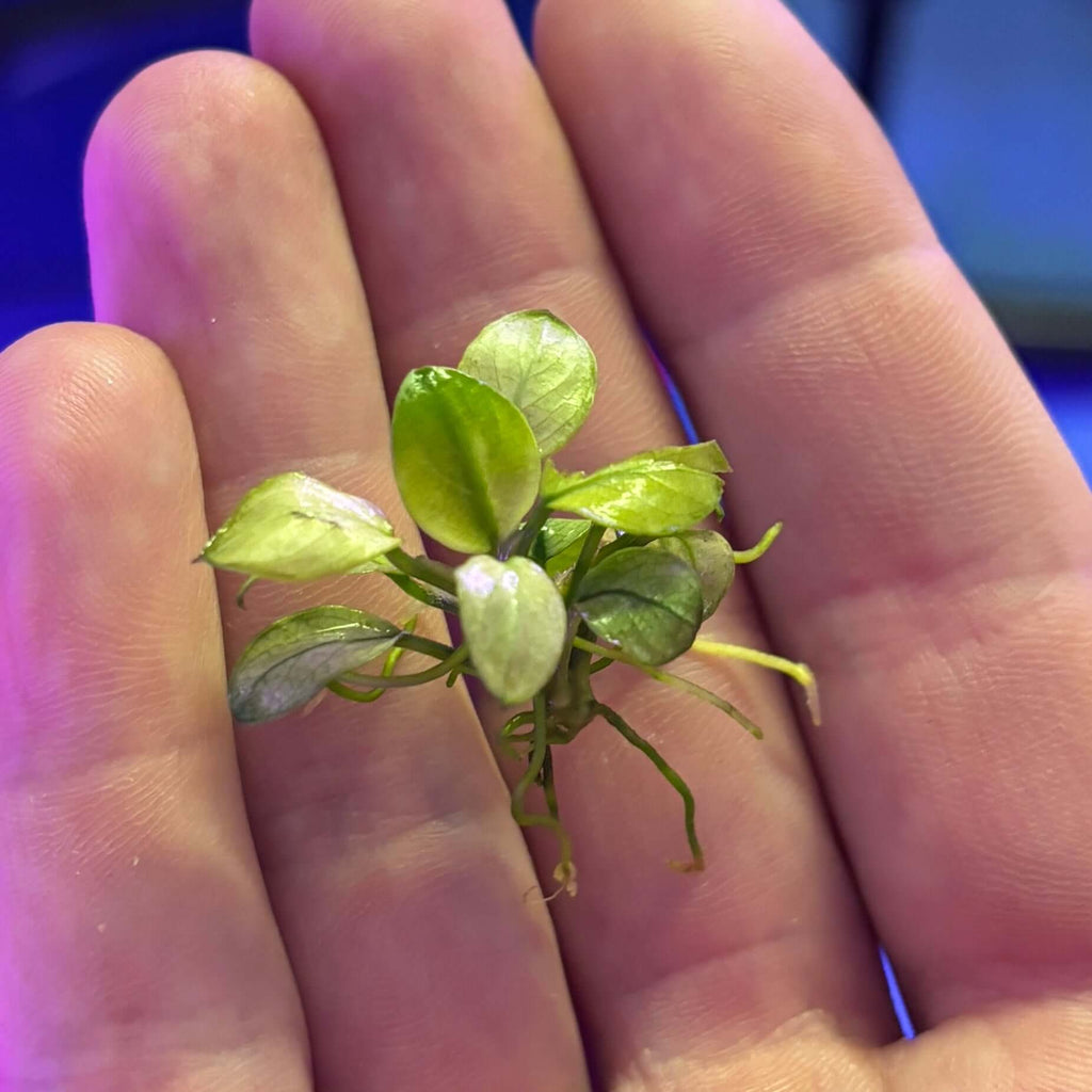 Anubias 'petite white' (Anubias barteri var. nana 'petite white') held in hand with visible roots and leaves.