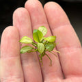 Anubias 'petite white' (Anubias barteri var. nana 'petite white') emersed stable rooted rhizome in hand
