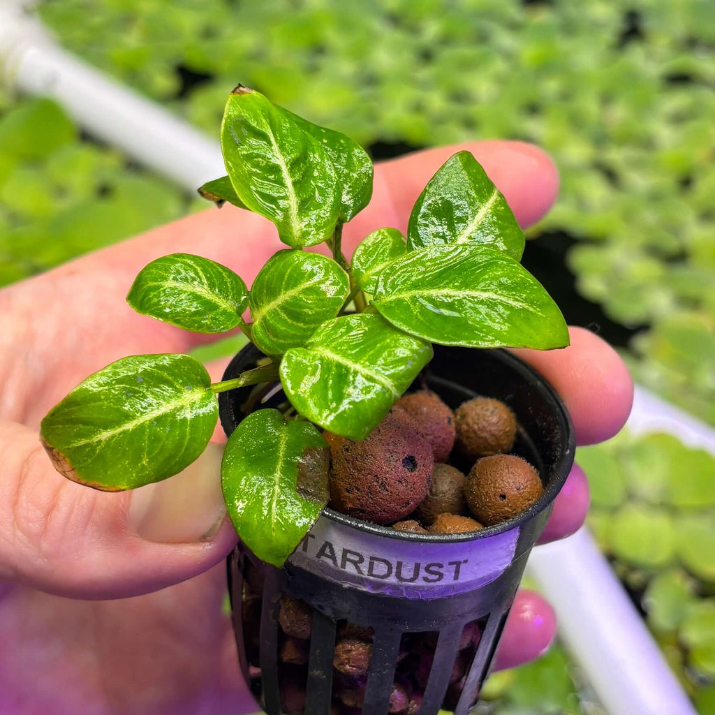 Anubias stardust mini (Anubias barteri var. nana 'Stardust') in hand, showcasing variegated green leaves.