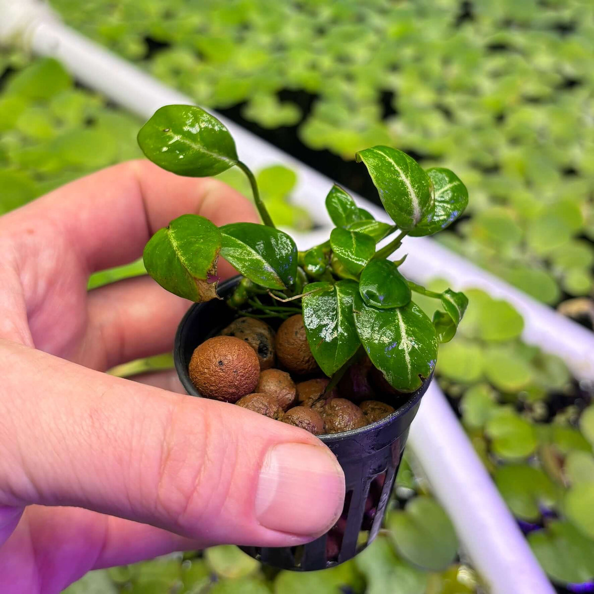 Anubias stardust mini (Anubias barteri var. nana 'Stardust') held in hand with fresh green leaves and pebbles.