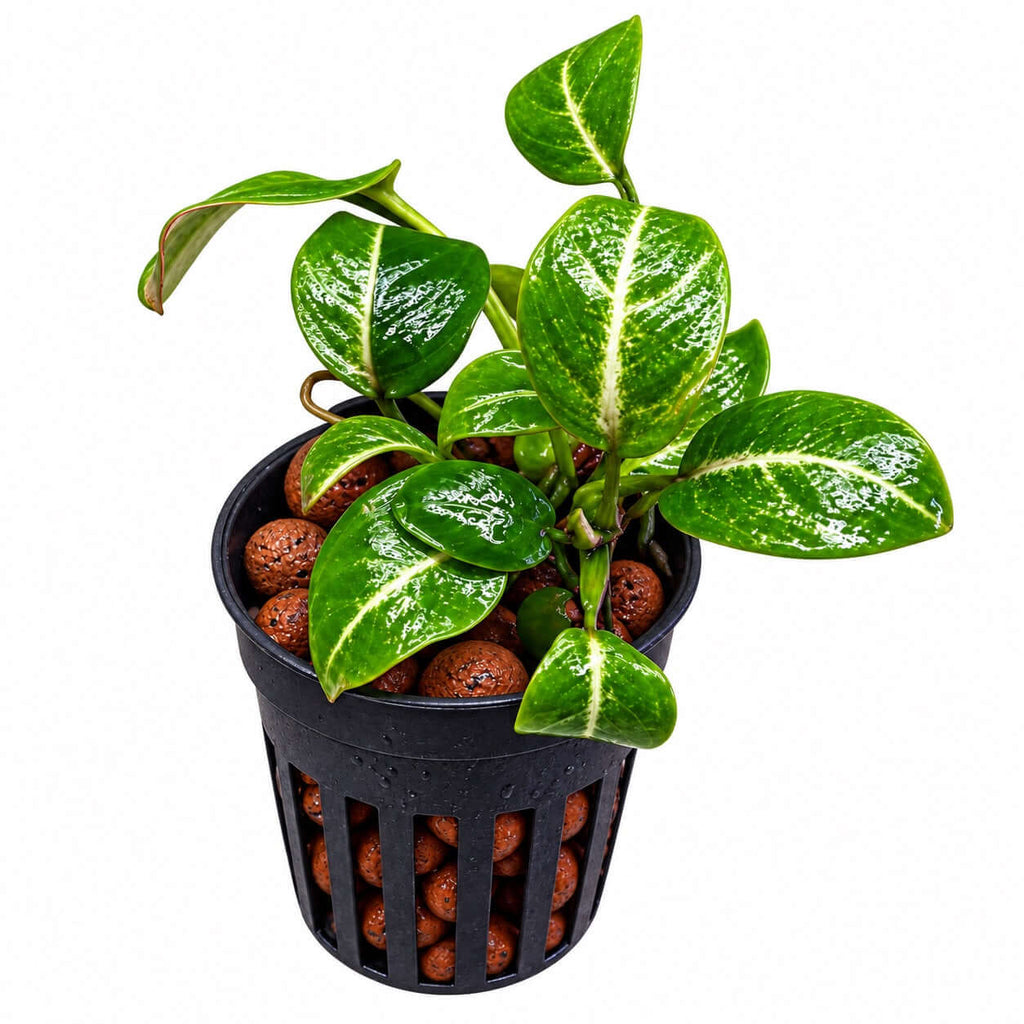 Anubias stardust mini (Anubias barteri var. nana 'Stardust') in a pot with variegated dark green leaves.