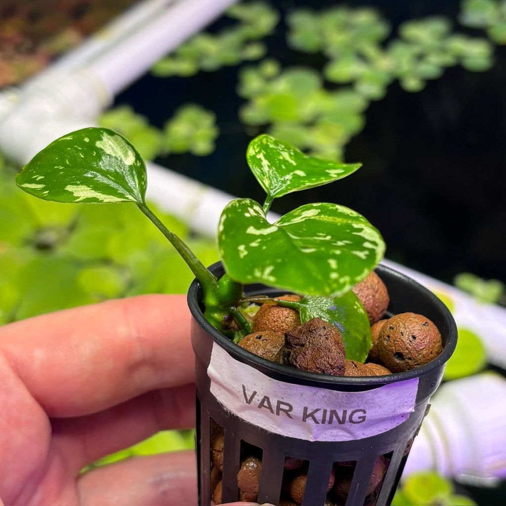 Anubias Var King / VarKing (Anubias barteri var. 'King') in a pot with rich substrate, held by a person.