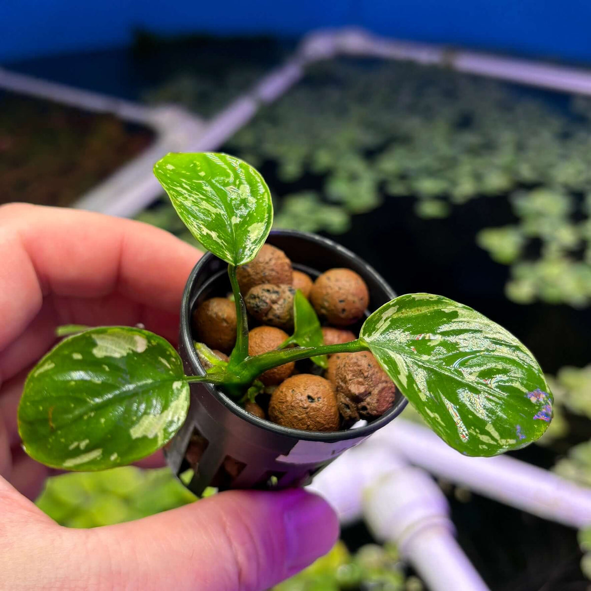 Anubias Var King / VarKing (Anubias barteri var. 'King') in a pot with rocks, held by a hand.