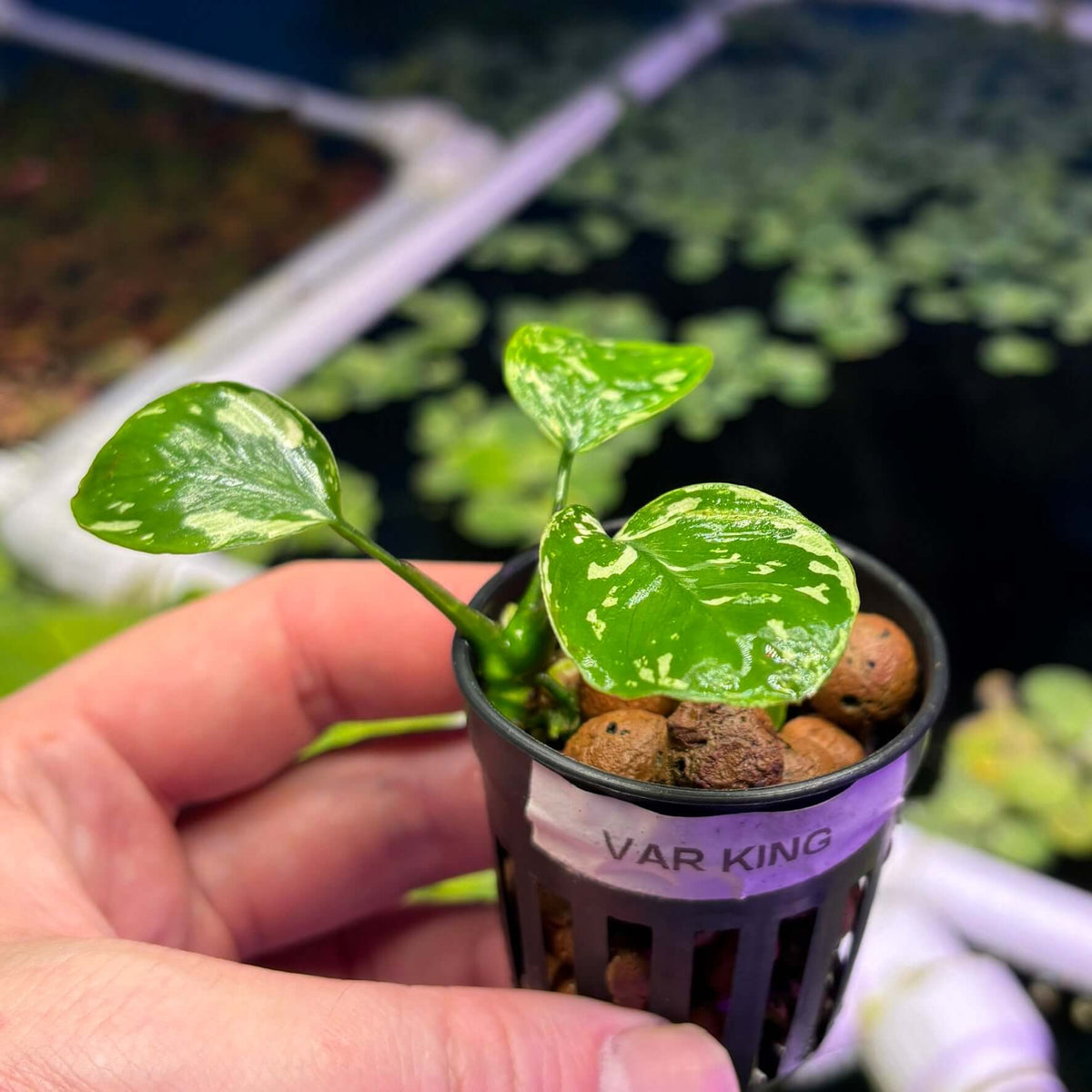 Anubias Var King / VarKing (Anubias barteri var. 'King') in a pot with healthy green leaves.