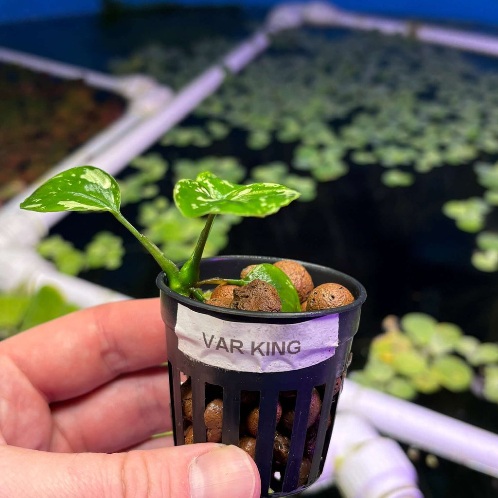 Anubias Var King / VarKing (Anubias barteri var. 'King') emersed cutting in nursery pot with substrate.