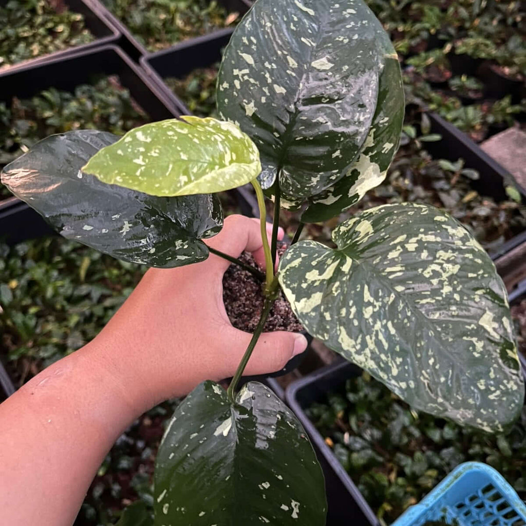 Anubias Var King / VarKing (Anubias barteri var. 'King') held in hand with lush green leaves.
