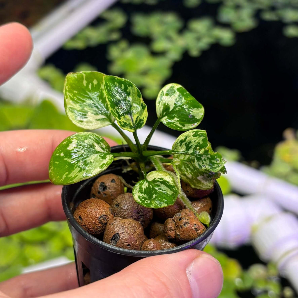 Anubias Var King / VarKing (Anubias barteri var. 'King') emersed rhizome cutting in a black pot.