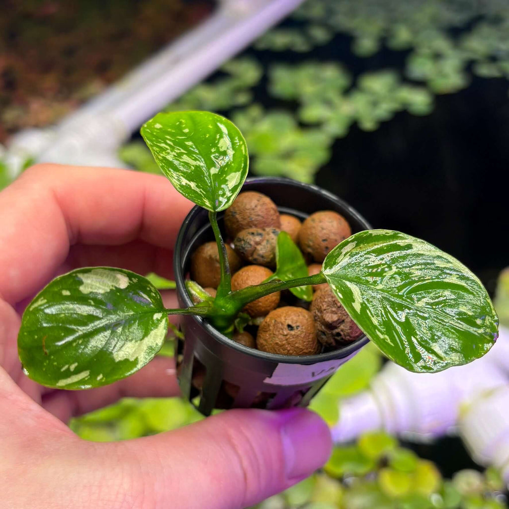Anubias Var King / VarKing (Anubias barteri var. 'King') in a pot, showcasing lush green leaves and growth.