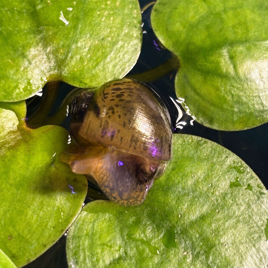 Bladder Snails / Tadpole Snails (Physella acuta) x24 resting on aquatic leaves in a freshwater environment.