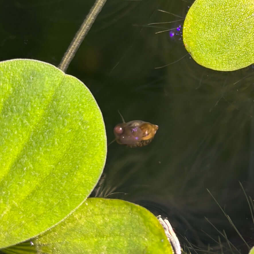 Bladder Snails / Tadpole Snails (Physella acuta) x12 swimming among water lily leaves