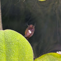 Bladder Snails / Tadpole Snails (Physella acuta) x12 swimming among aquatic plants in a freshwater aquarium.