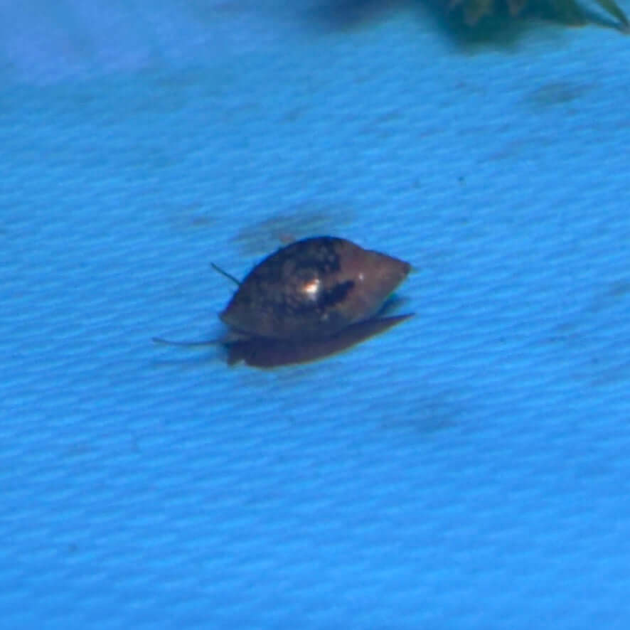 Bladder Snails / Tadpole Snails (Physella acuta) x12 on blue aquarium background.