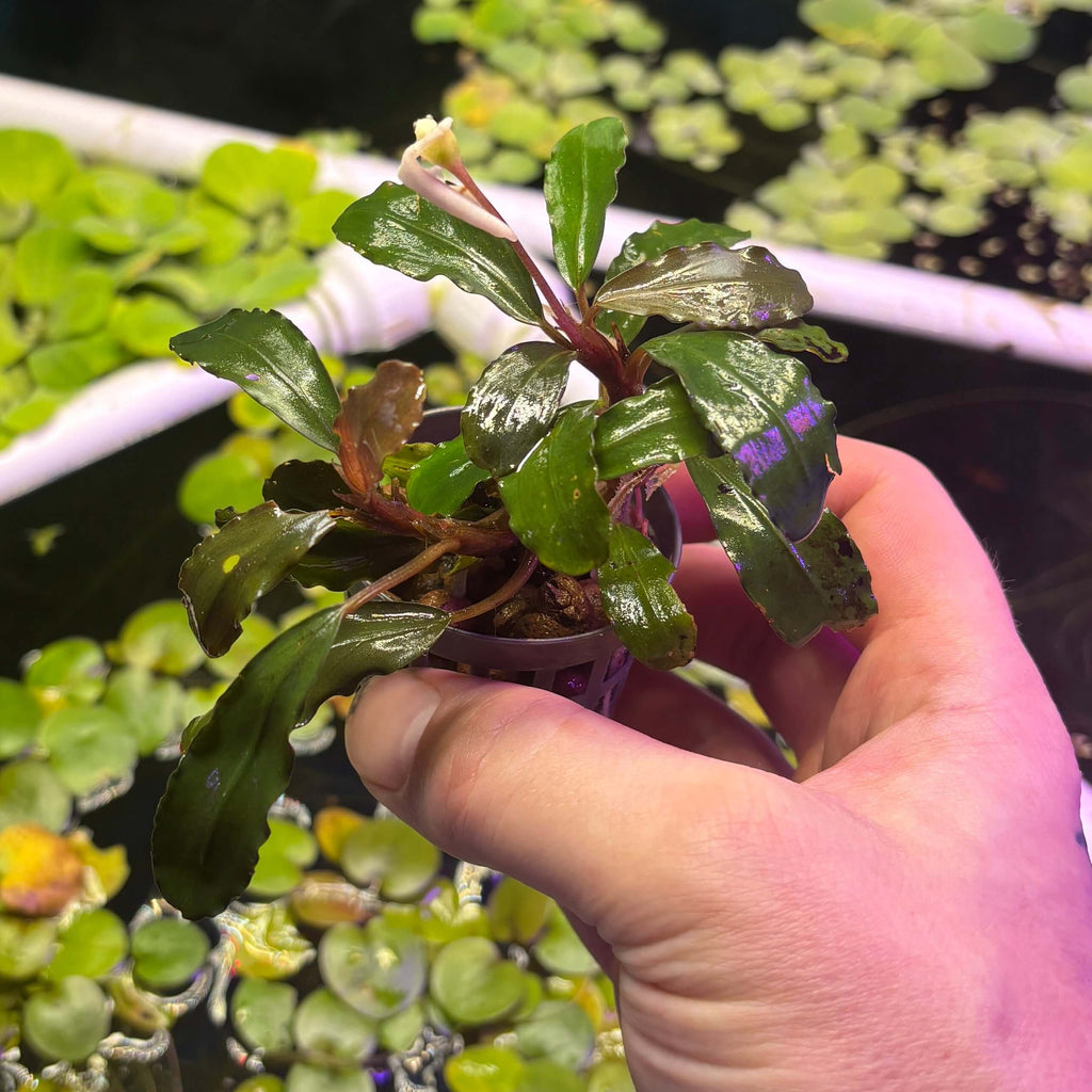 Bucephalandra 'Black Angel' (Bucephalandra sp. 'Black Angel' - 5 leaf min. rhizome cutting) held in hand over aquatic plants.