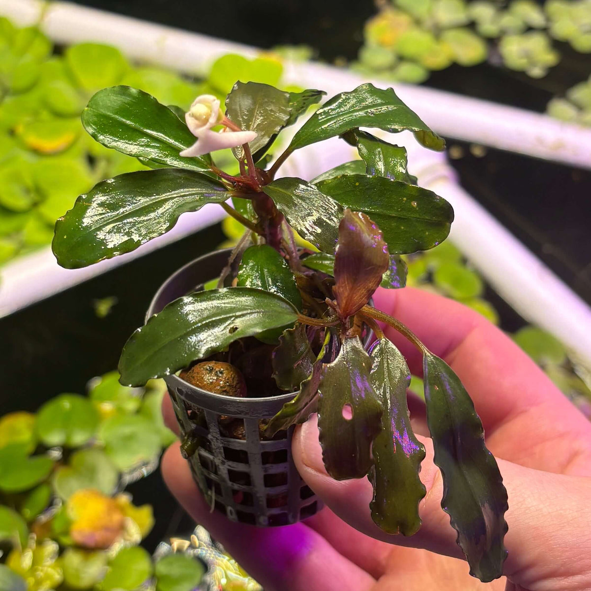 Bucephalandra 'Black Angel' (Bucephalandra sp. 'Black Angel' - 5 leaf min. rhizome cutting) in a pot, ready for aquascaping.