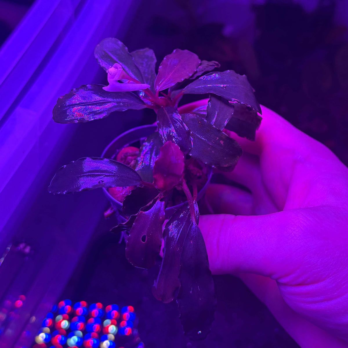 Bucephalandra 'Black Angel' (Bucephalandra sp. 'Black Angel' - 5 leaf min. rhizome cutting) held in hand under LED lights.
