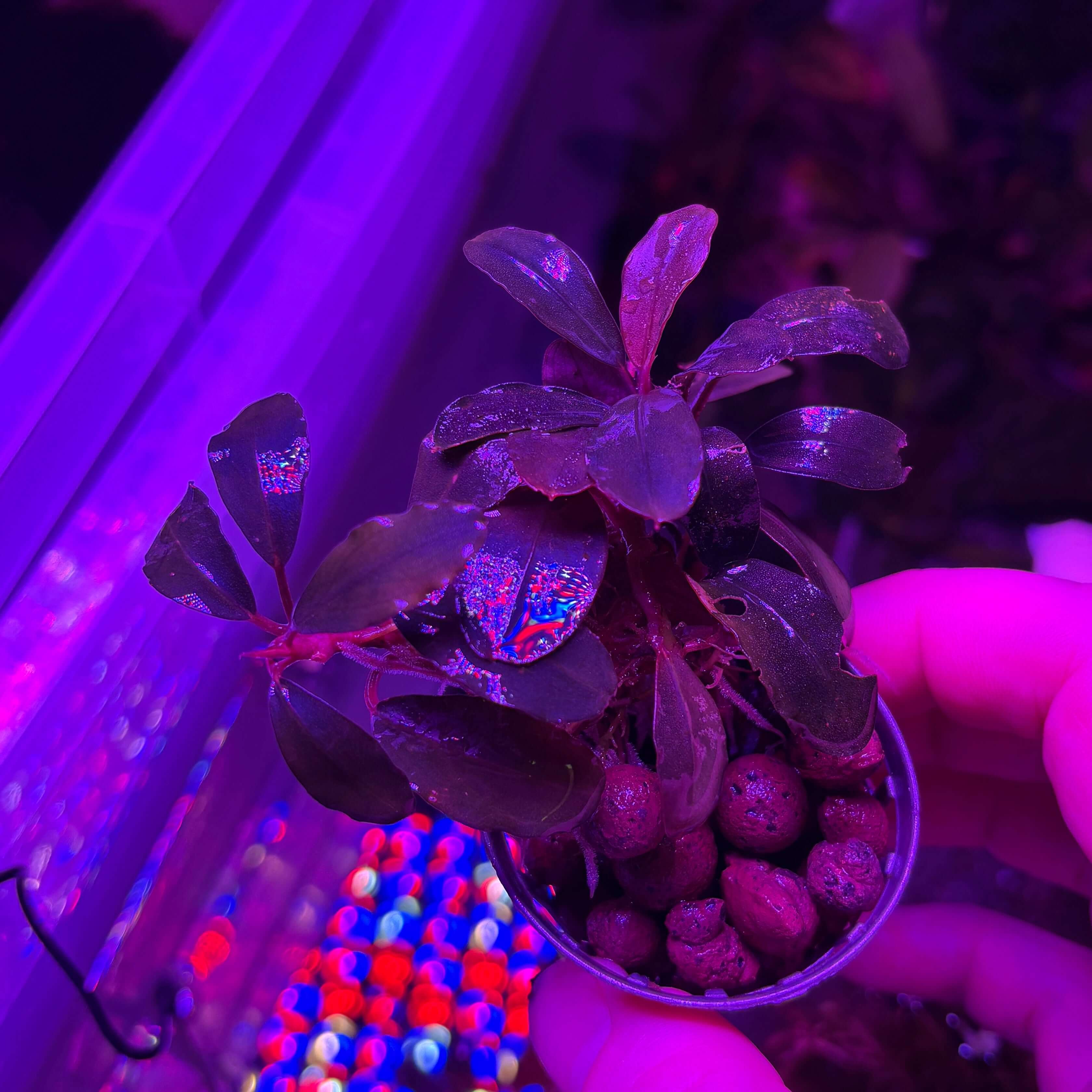 Bucephalandra 'Black Swan' Plant Care Guide – NP Aquatics