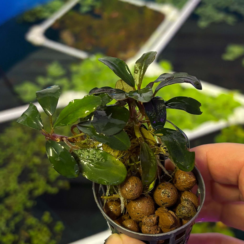Bucephalandra 'Black Swan' (Bucephalandra sp. 'Black Swan') in a pot with moist substrate and green leaves