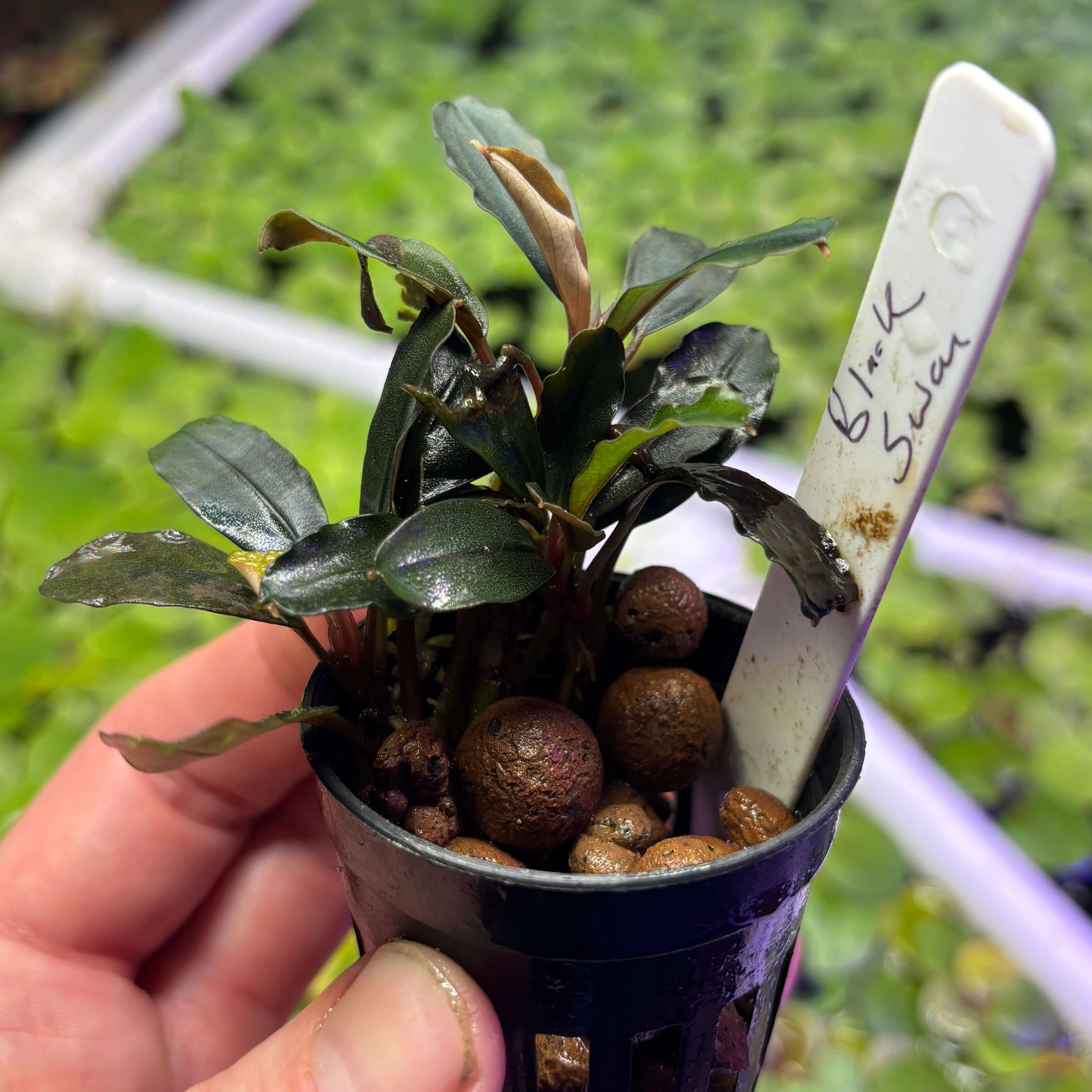 Bucephalandra 'Black Swan' Plant Care Guide – NP Aquatics