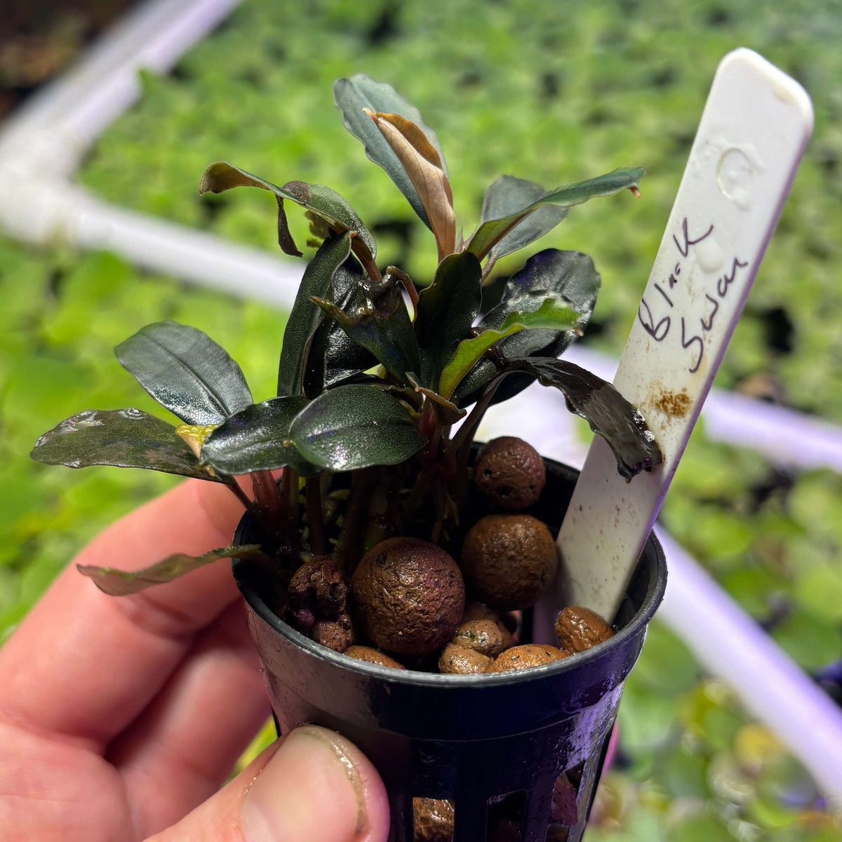 Bucephalandra 'Black Swan' (Bucephalandra sp. 'Black Swan') in a pot with pebbles and a label.