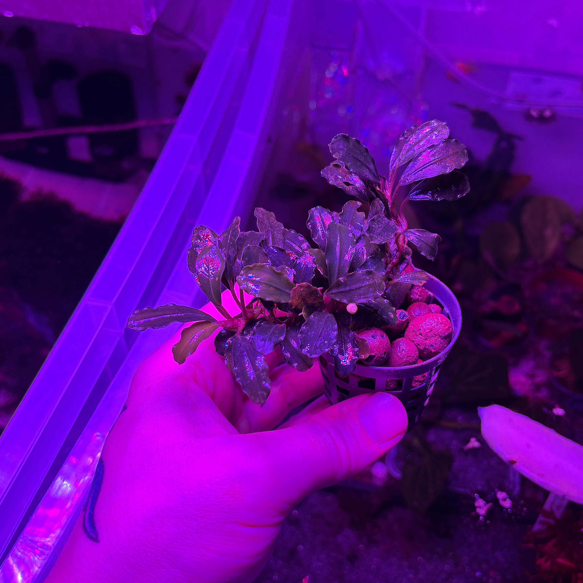 Bucephalandra 'blue blade' (5 leaf min. rhizome cutting) held in hand under purple lighting.