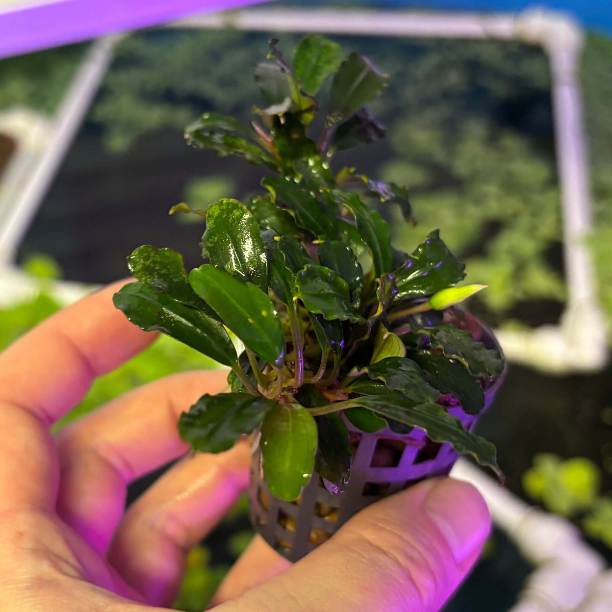 Bucephalandra 'blue blade' (5 leaf min. rhizome cutting) held in hand, showcasing its unique foliage.