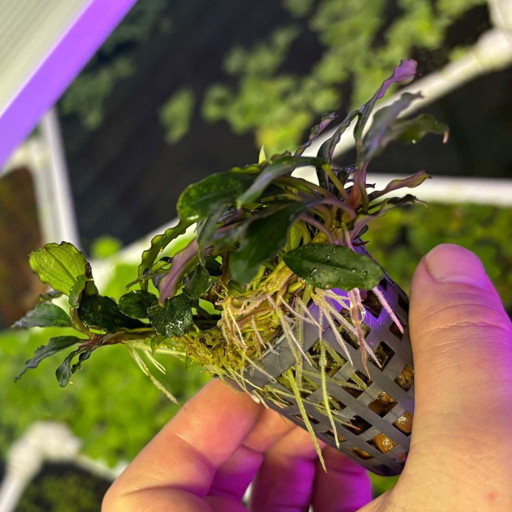 Bucephalandra 'blue blade' (5 leaf min. rhizome cutting) held with roots and leaves visible.