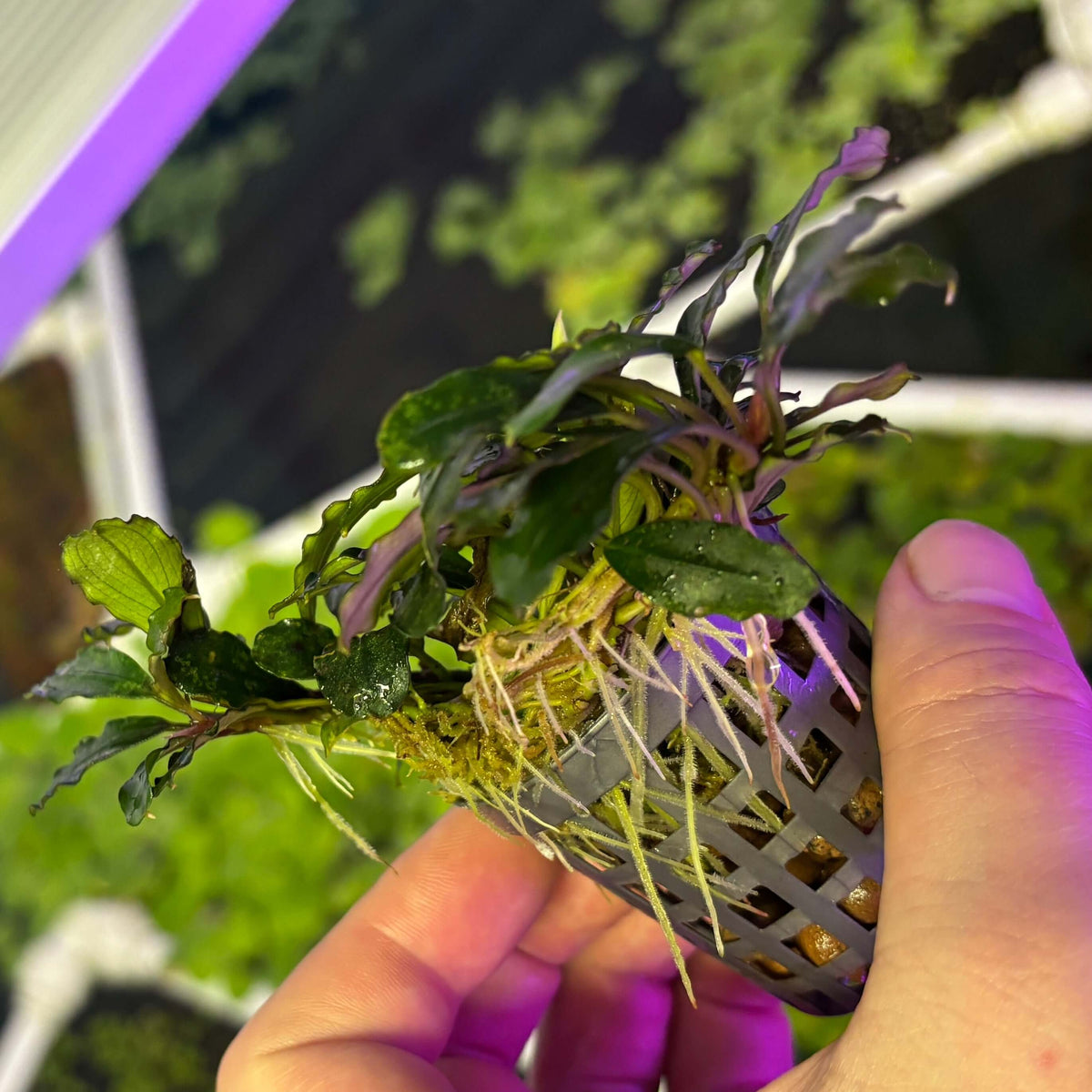 Bucephalandra 'blue blade' (5 leaf min. rhizome cutting) held with roots and leaves visible.