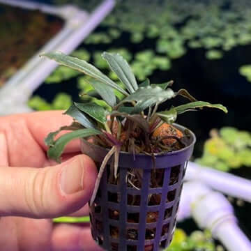 Bucephalandra 'brownie ghost 2011' (Bucephalandra sp. 'brownie ghost 2011') growing in a mesh pot.