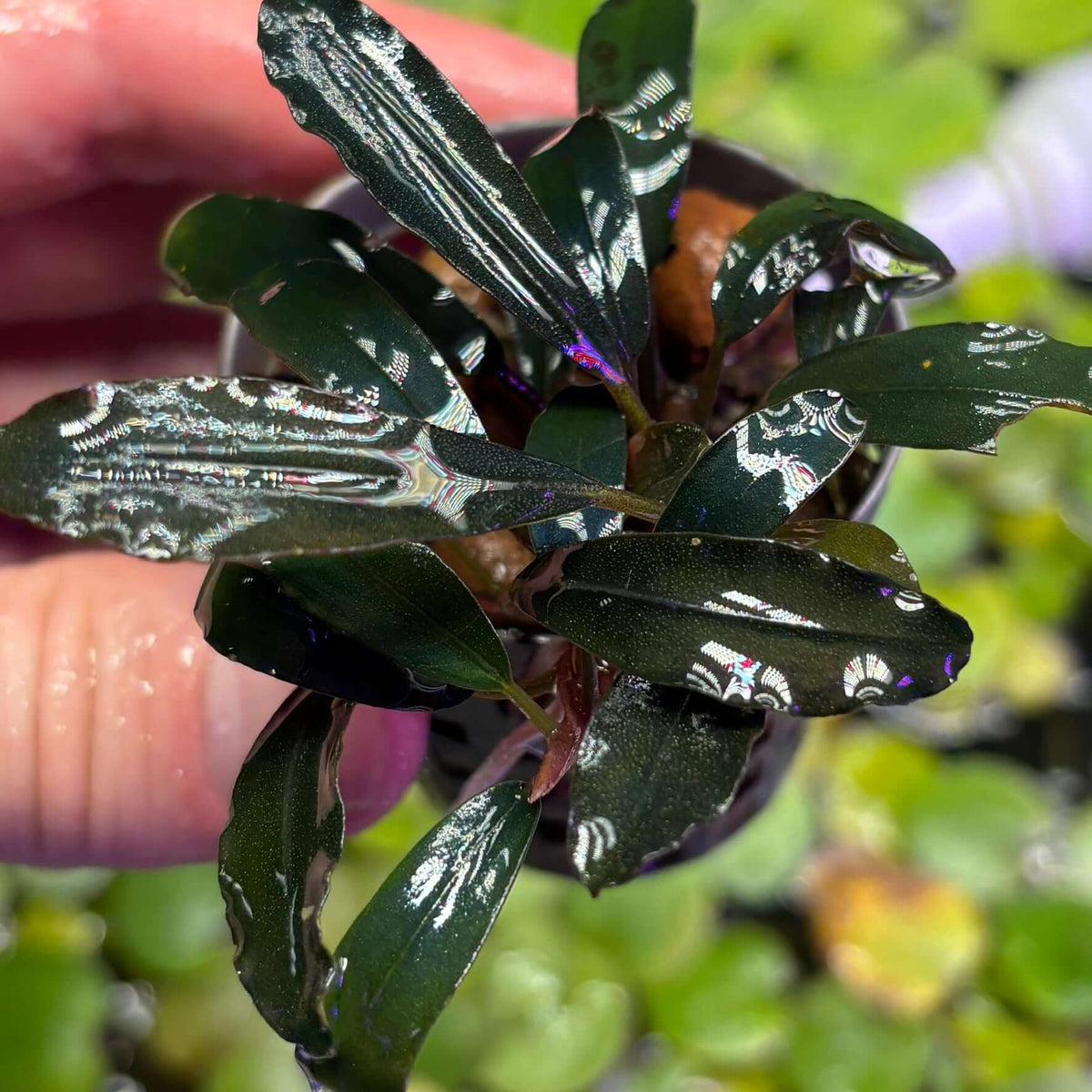 Bucephalandra 'brownie ghost 2011' (Bucephalandra sp. 'brownie ghost 2011') in hand, showcasing glossy leaves.