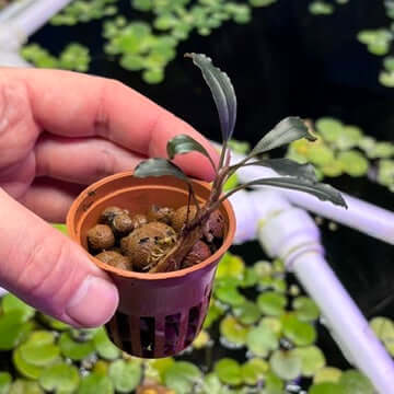 Bucephalandra 'brownie ghost 2011' (Bucephalandra sp. 'brownie ghost 2011') in a hand, showcasing emersed growth in a pot.