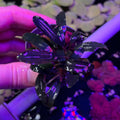 Bucephalandra 'brownie ghost 2011' (Bucephalandra sp. 'brownie ghost 2011') with dark green leaves held in hand.
