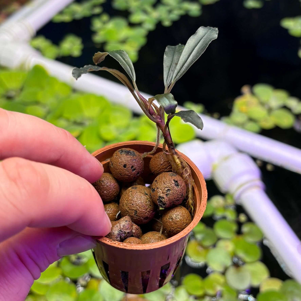 Bucephalandra 'brownie ghost 2011' (Bucephalandra sp. 'brownie ghost 2011') in pot with pebbles, ready for aquascaping.
