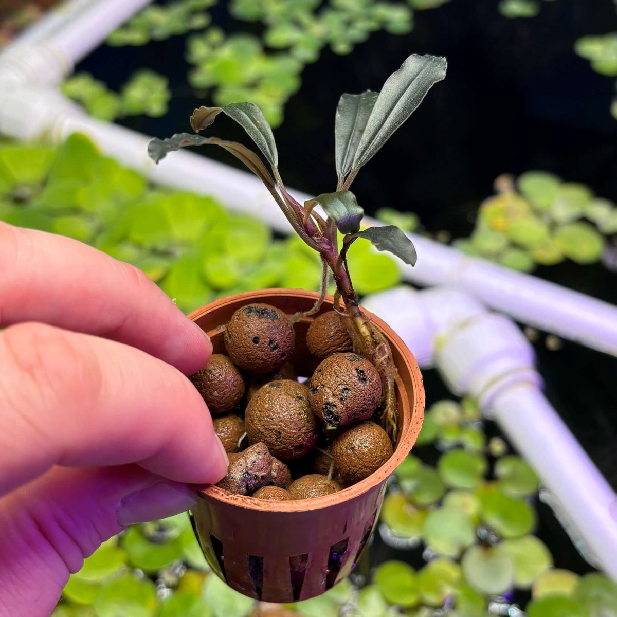 Bucephalandra 'brownie ghost 2011' (Bucephalandra sp. 'brownie ghost 2011') in pot with pebbles, ready for aquascaping.