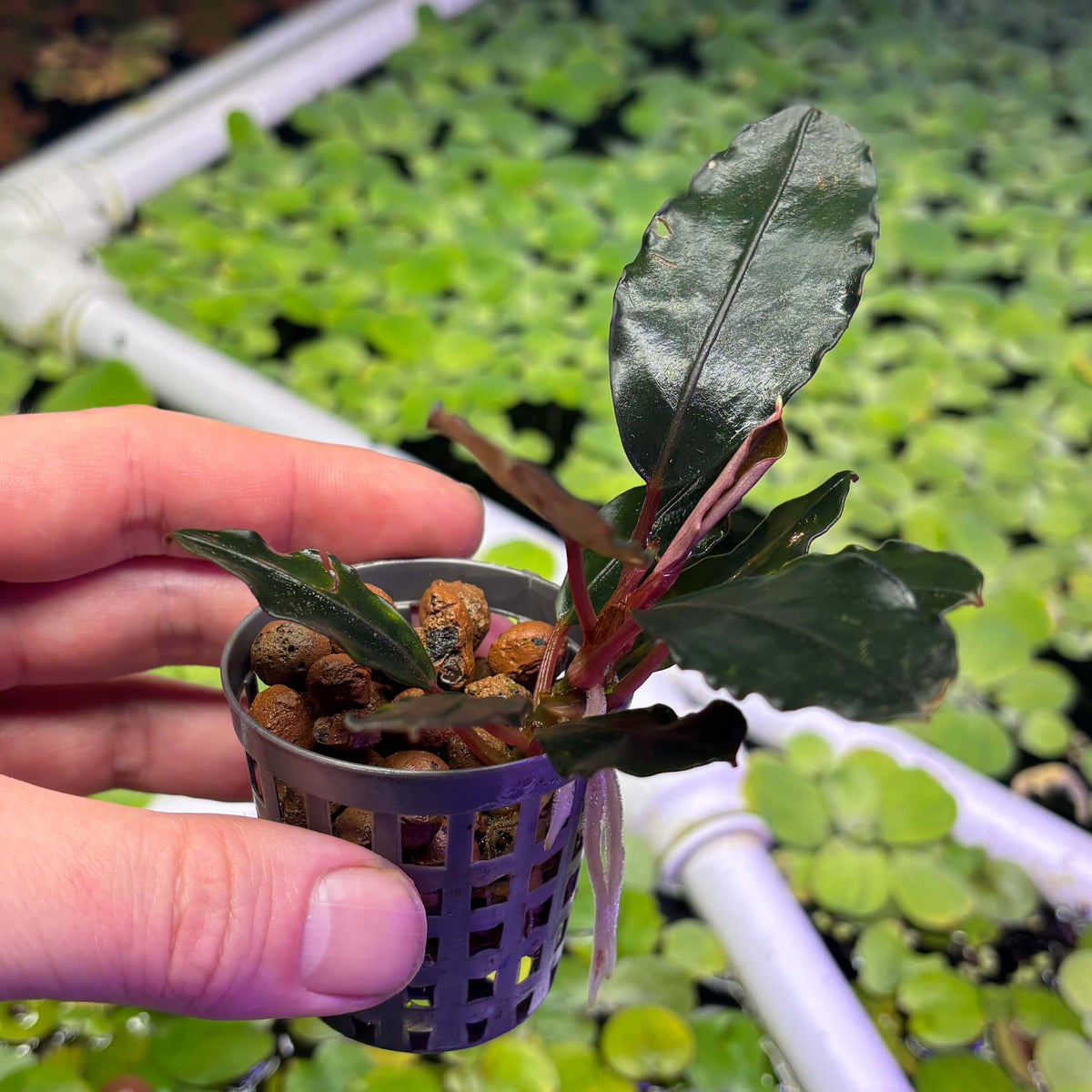 Bucephalandra 'Brownie Mukok' (Bucephalandra sp. 'Brownie Mukok') in a basket ready for aquascaping.