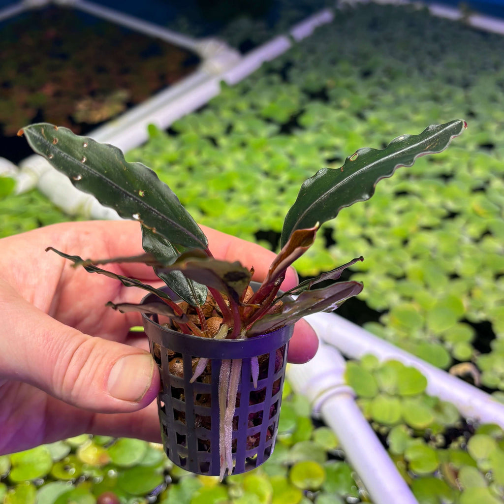 Bucephalandra 'Brownie Mukok' (Bucephalandra sp. 'Brownie Mukok') held in hand, showcasing its leaves and roots.