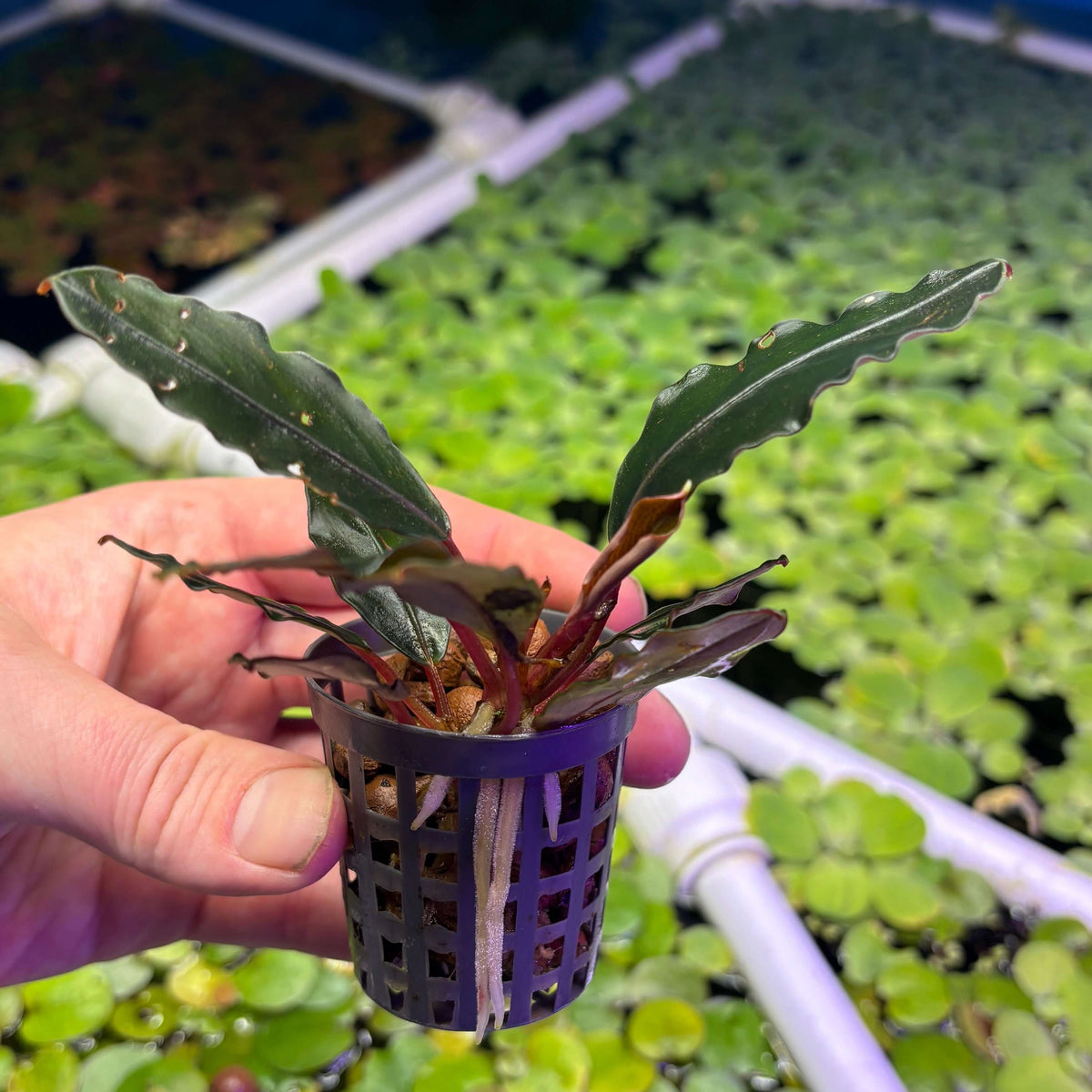 Bucephalandra 'Brownie Mukok' (Bucephalandra sp. 'Brownie Mukok') held in hand, showcasing its leaves and roots.