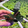 Bucephalandra 'Brownie Mukok' (Bucephalandra sp. 'Brownie Mukok') in a net pot, showcasing its lush green leaves.