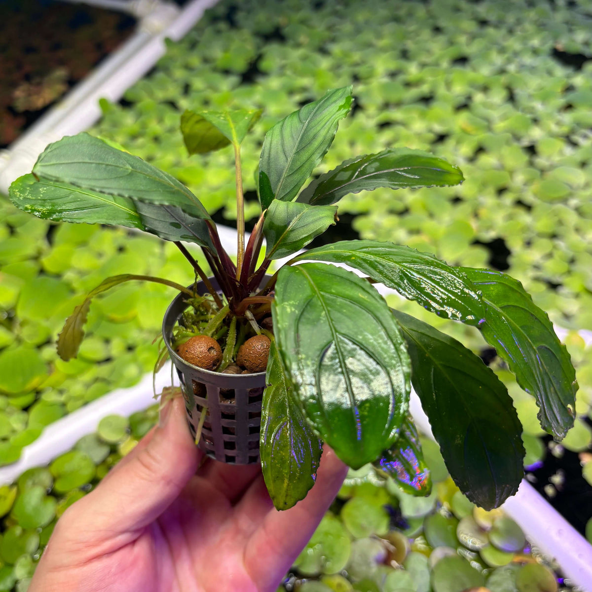 Bucephalandra 'Brownie SK Green' (Bucephalandra sp. 'Brownie SK Green') in a net pot with lush green leaves.