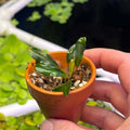 Bucephalandra chimaera in a small terracotta pot, ideal for aquascaping and grown emersed.
